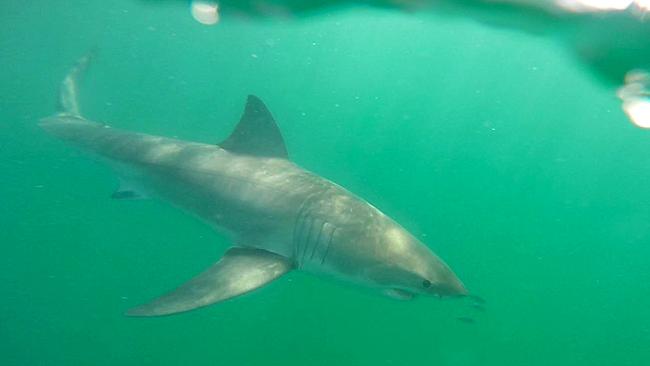 Shark hunt: Drones help track large great whites on the NSW north coast ...