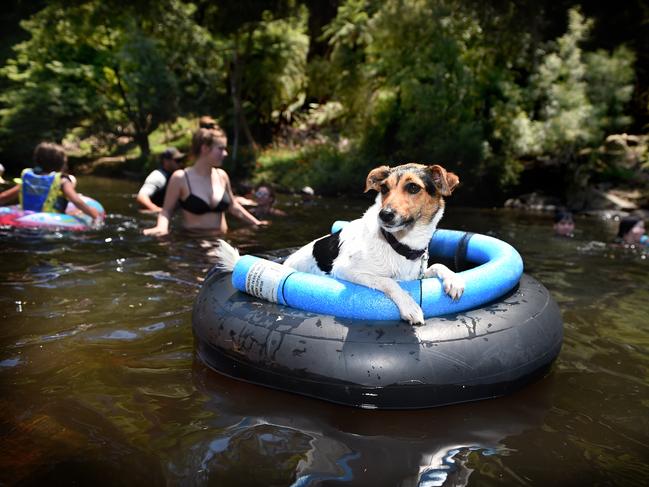 Missy cools off in the Yarra River. Picture: Tony Gough