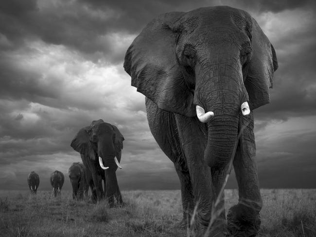 Image Name: ExodusPhotographer Name: Bjorn PerssonYear: 2018Image Description: A herd of elephants on a march through a rainy landscape.Copyright: Bjorn Persson, Sweden, Entry, Open, Wildlife (Open competition), 2018 Sony World Photography Awards