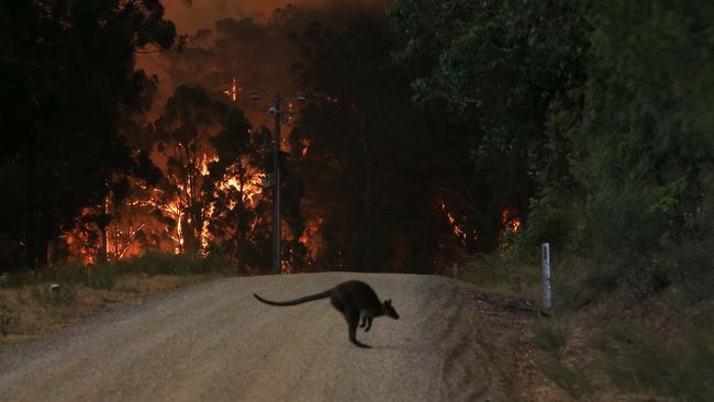 A wallaby hops for cover from a blaze. Picture: Aaron Francis