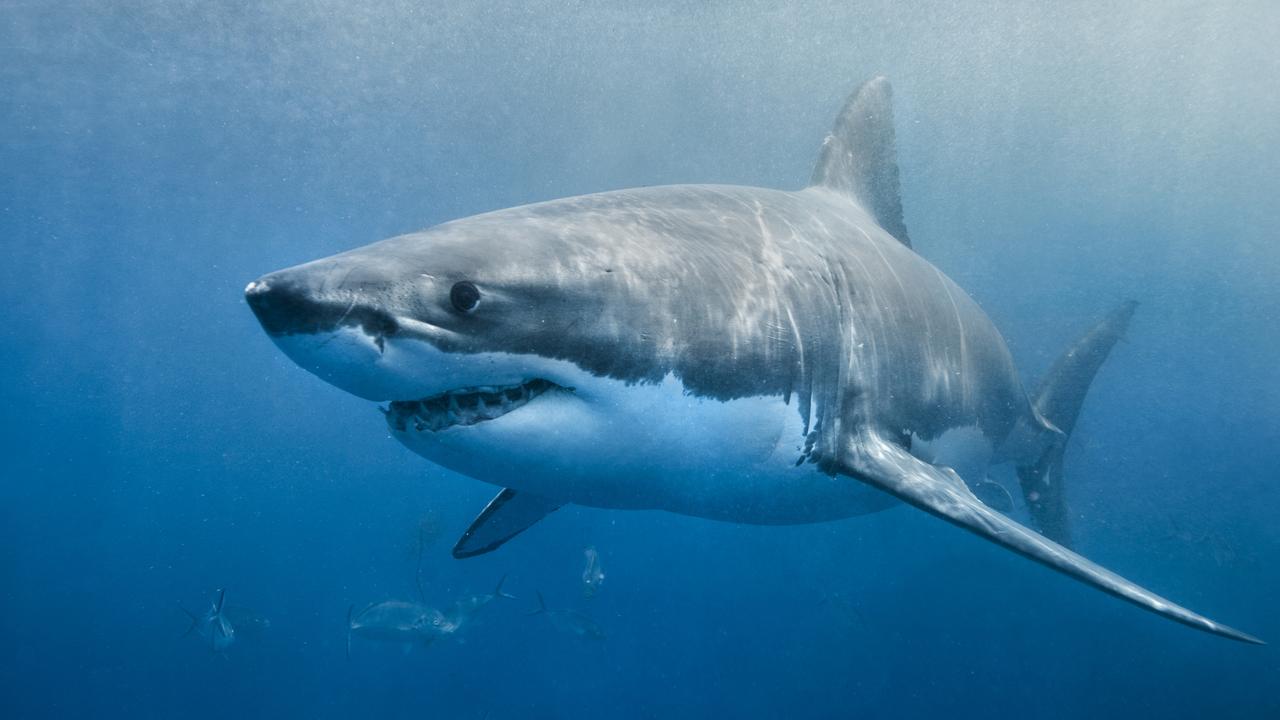 Great White Shark