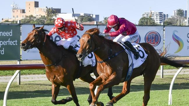 Casanova (left) was just pipped at Newcastle last start and is out to go one better at Hawkesbury. Picture: Bradley Photos