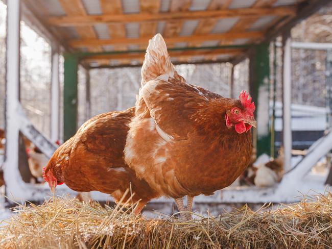 chicken eats feed and grain on eco poultry farm, free range poultry farm