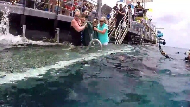 Dianne the green turtle release