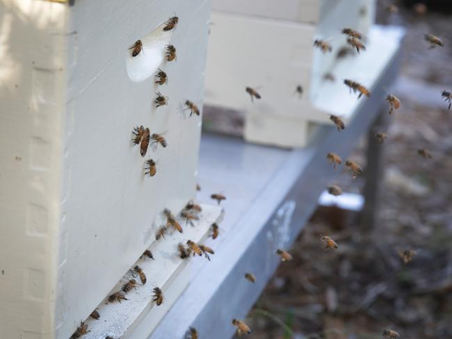 May a sweet time for honey lovers | Daily Telegraph