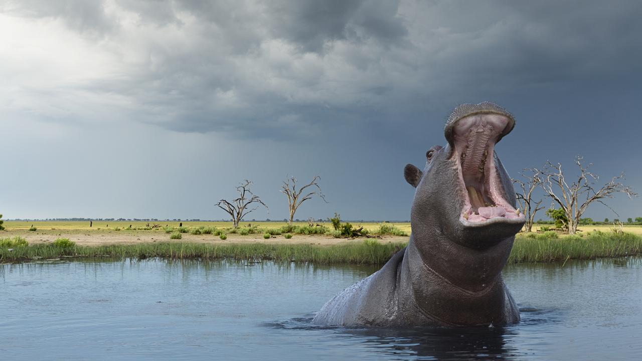 The hippo swallowed the child whole but spat him out later. Picture: Getty Images