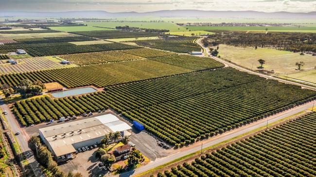 At NAIMO Citrus across their orchards 95 hectares of oranges, 45 hectares of lemons, 24 hectares of mandarins, and two hectares of grapefruit are planted.