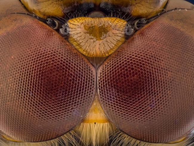 The magnificent detail we miss in these tiny creatures is visible in the beautiful shots. Picture: Kutub Uddin/ Caters News