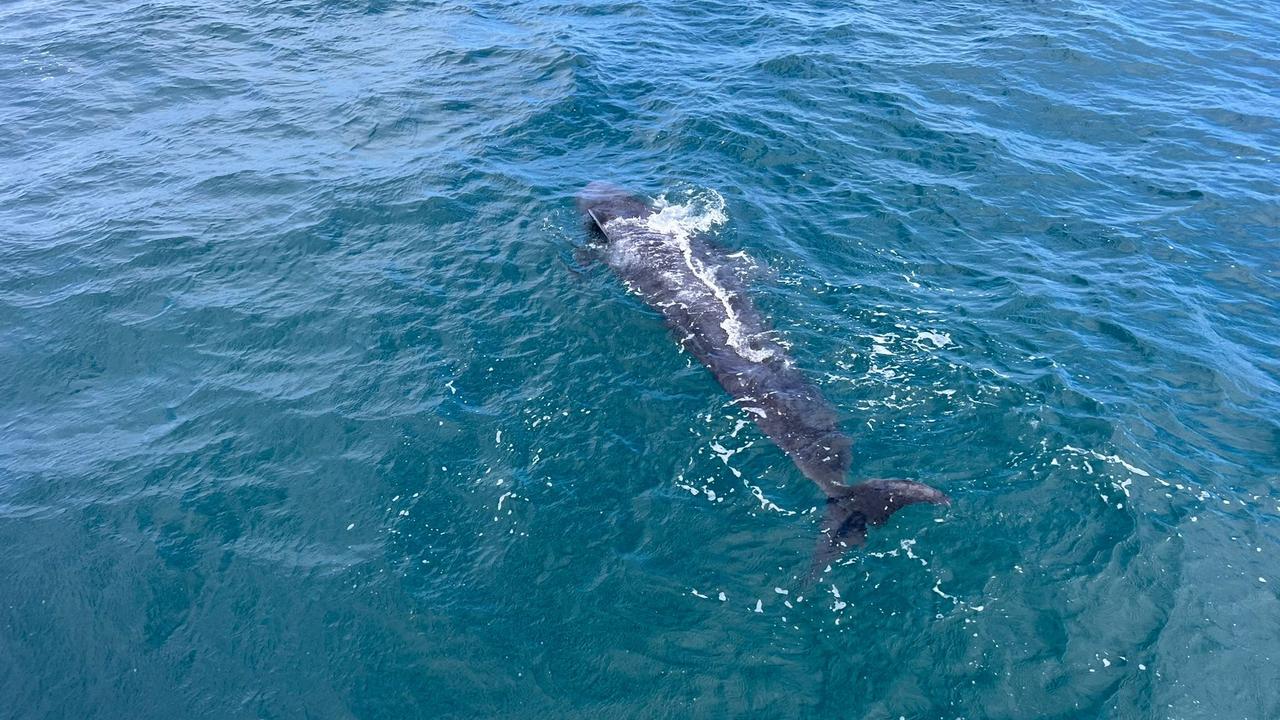 Pilot whale stranding Tasmania Dead juvenile whale discovered before