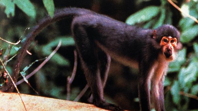 Sooty mangabey monkey from west central Africa has been linked to the AIDS virus. Picture: News Corp