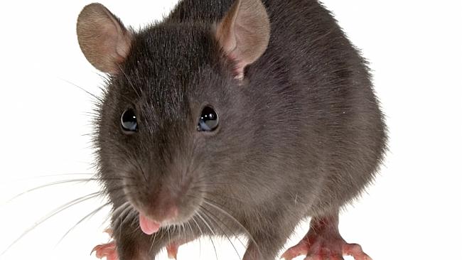 How Do You Kill Rats before They Reproduce?