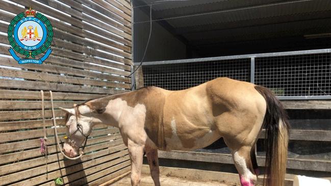 A Cliftleigh woman was sentenced after failing to treat her horse for a significant cut to its chest. Picture: RSPCA NSW