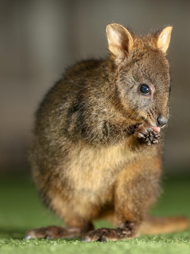 A Tasmanian pademelon. Picture: Alex Coppel.