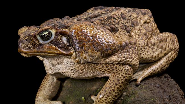 In a new episode of Guardians of the Dead, Prof Byard details the case of a man who died after injecting a herbal tea containing a toxin found in toad skin. Picture istock