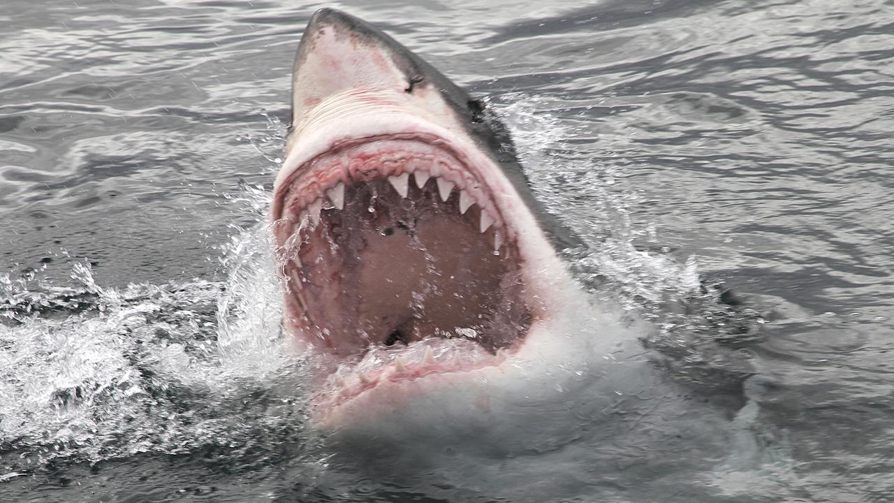Shark sightings soar along SA’s coastline The Cairns Post