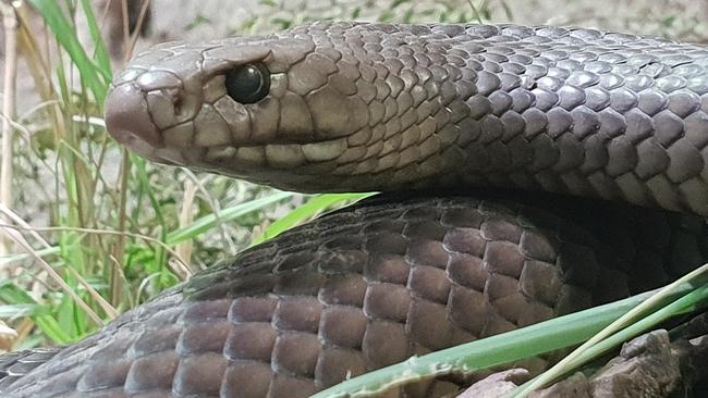 The eastern brown snake causes the most deaths of any snake in Australia. Picture: Wild Life Sydney Zoo