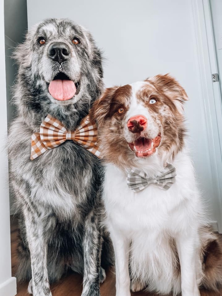 Pepper the Maremma x Great Pyrenees and Ned the Border Collie