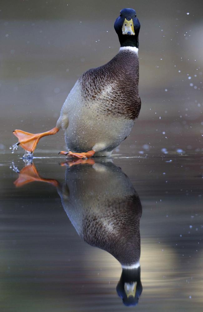 A duck taking a spill. Picture: Caters