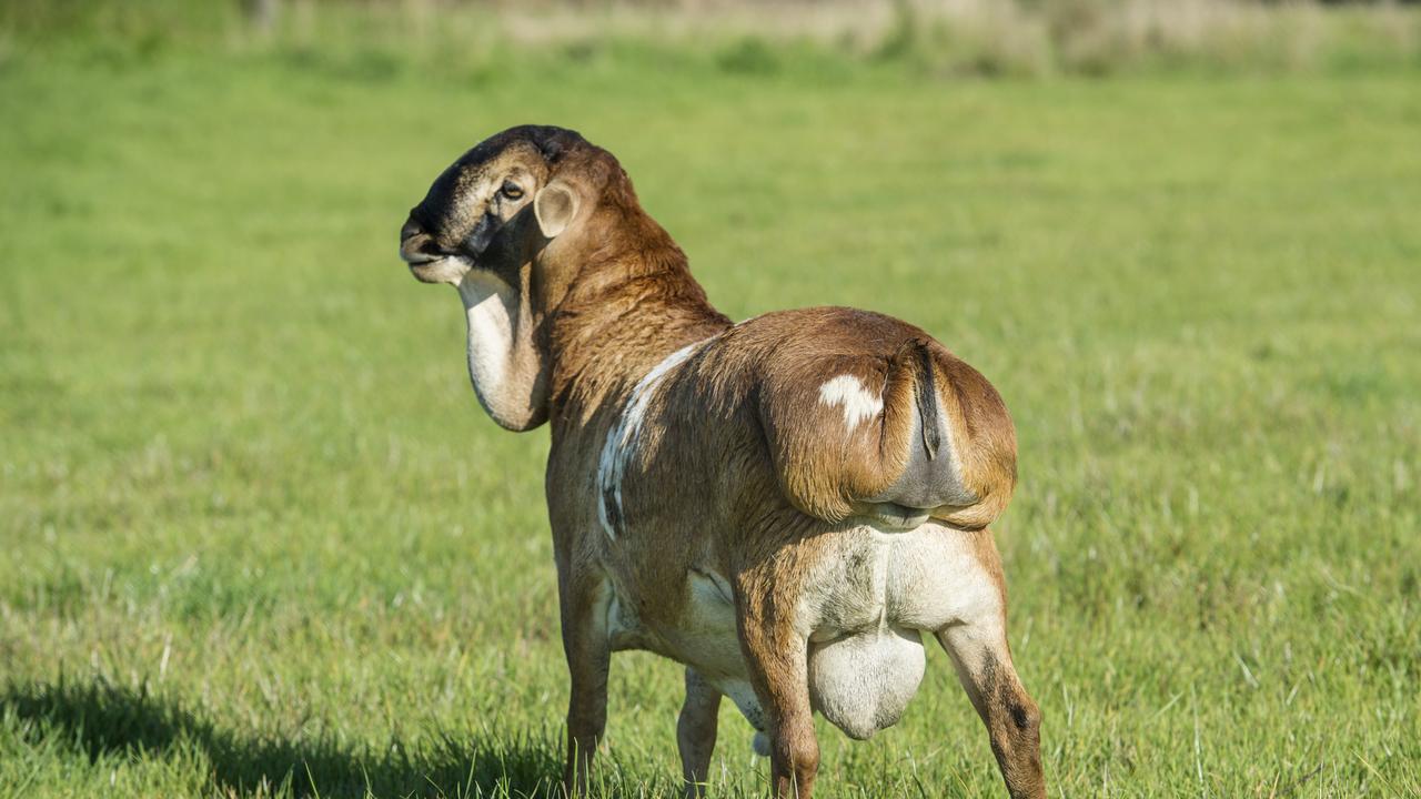 A ram at Coolibah Persian Sheep Stud. Picture: Zoe Phillips