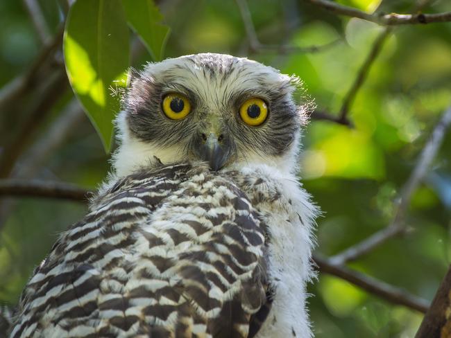 The Forest Corporation report said the powerful owl also inhabits the site. Photo: Stephen Davey