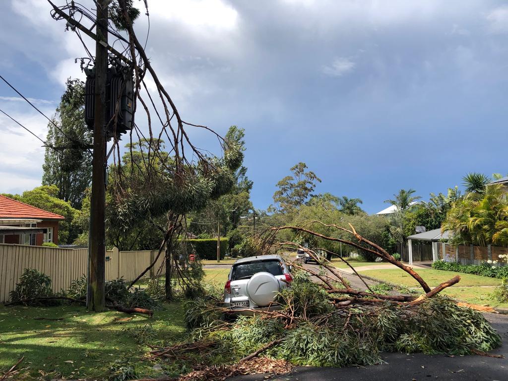 A tree has fallen in Darmour Ave, Allambie Heights. Picture: Jim O'Rourke.