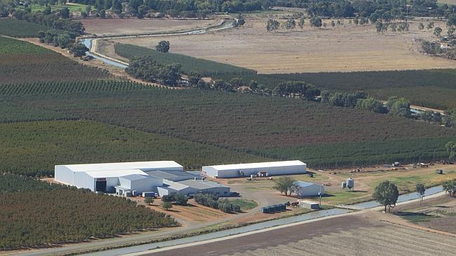 The Tripodi family are contesting the forced sale of their Swan Hill stone fruit and table grape farm