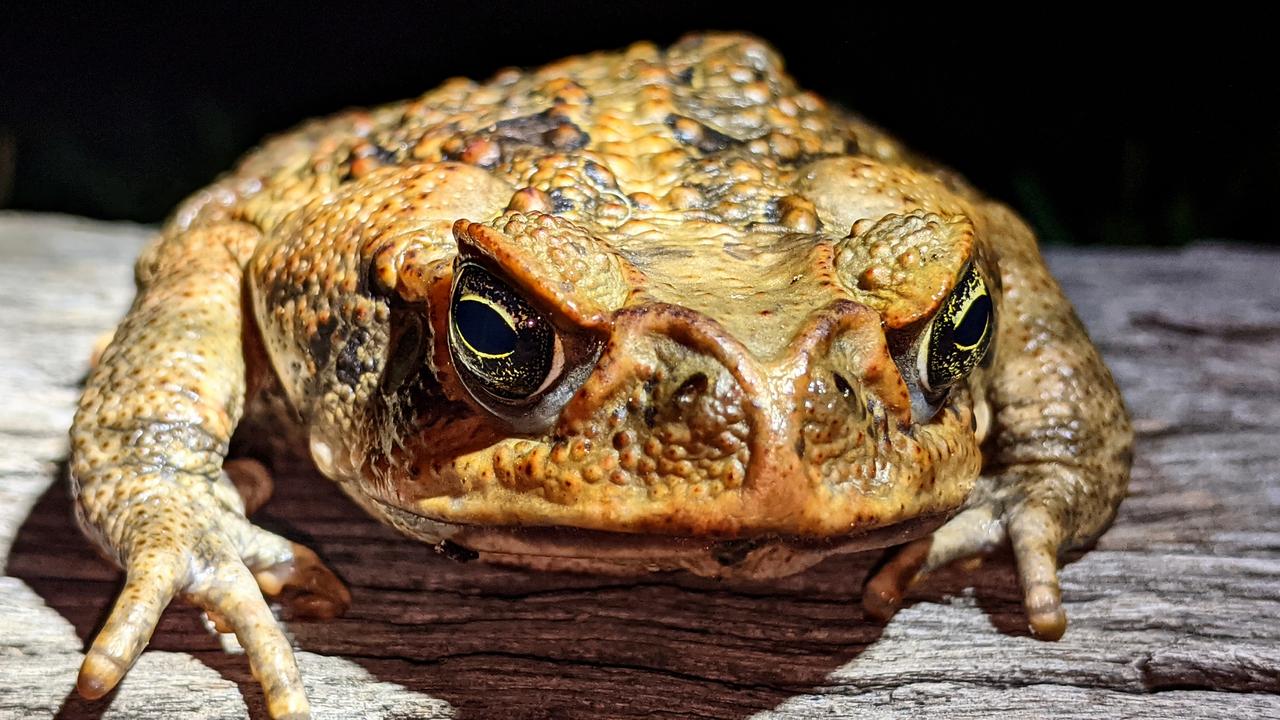 Cane Toads Gross Animal Toxic Pest Spreading In Australia