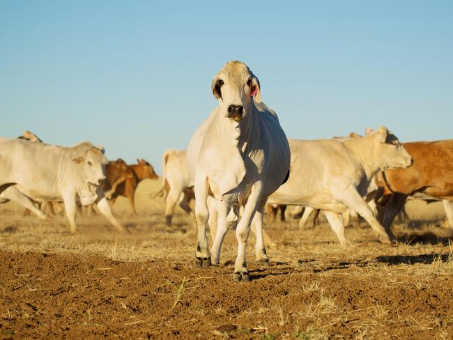 Cattle and meat prices are still unkonwn after what’s happened in Queensland. Picture: Thinkstock 