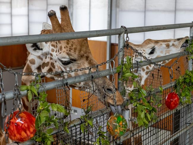 Giraffes enjoying a fun activity put on by their zookeeper at Taronga Zoo. Photo: Supplied