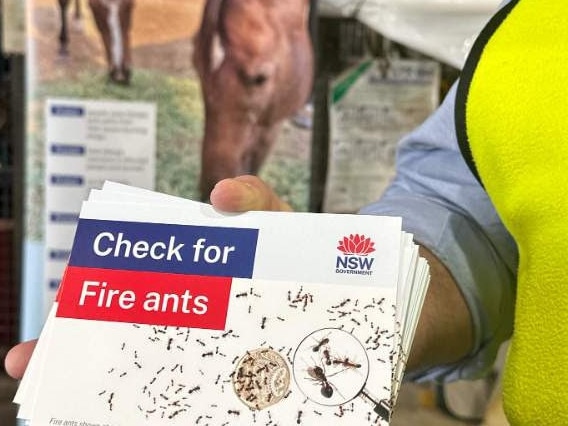 Tweed Shire Council is launching a campaign for residents and businesses to be on alert for fire ants.