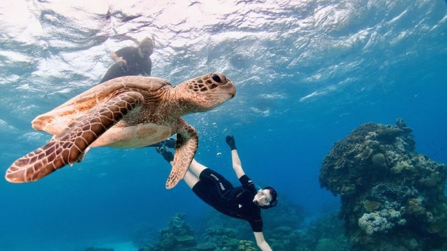 Snorkelers with a turtle on the GBR. Photo: Supplied