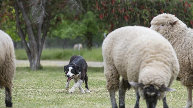 Border Collie working dog Belle is in with a chance at Gippsland. Picture: Zoe Phillips