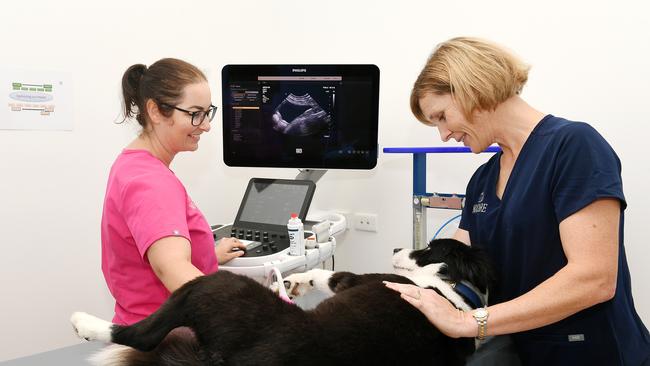 NQ Care Jenna Rickards, Director Clinical Standards, performs an ultrasound on Echo with Managing Director Taleta Hompas inside their new location on Woolcock Street. Picture: Shae Beplate.