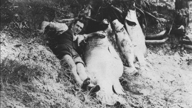 Fish killed by spillage in the Millaquin Distillery fire, Bundaberg, 1936. A stark reminder of the fire’s devastating effect on the local ecosystem. Source: John Oxley Library, State Library of Queensland