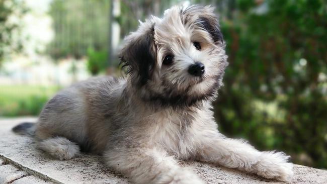 NSW’s cutest dog: The finalists