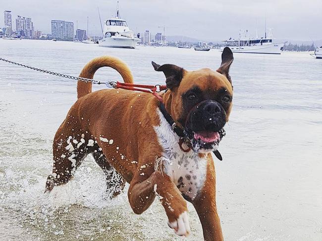 JEFF: The four-year-old boxer is a budding Insta star (@jeffreytheboxer) who loves hitting the sand.