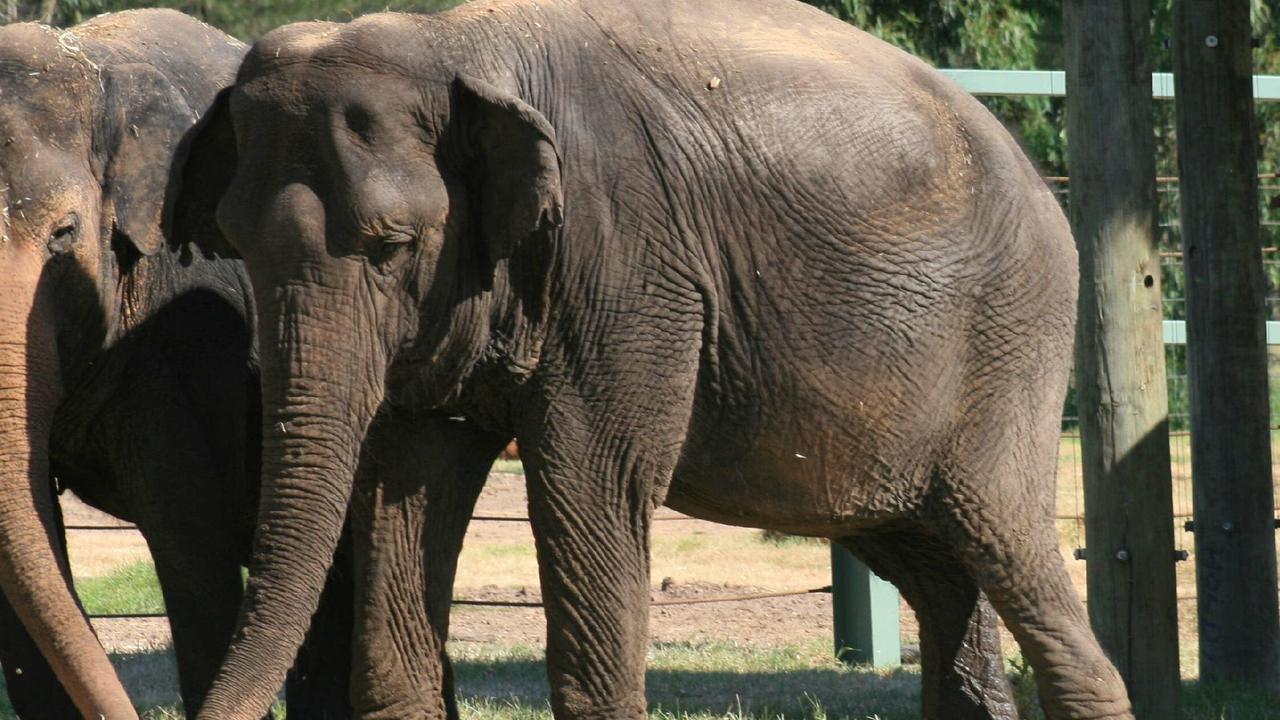 The owners of Arna the elephant (centre) say they would never had retired the animal to a zoo after she killed her handler had they known the outcome of that decision.