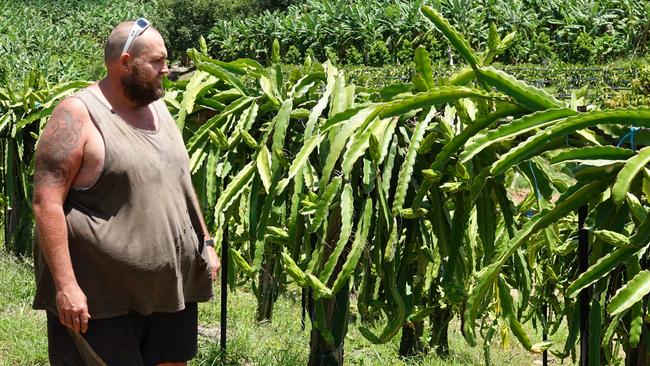 Harvesting the dragonfruit from the spiky plants is no easy task for Tony Slaviero. Photo: Chris Knight.