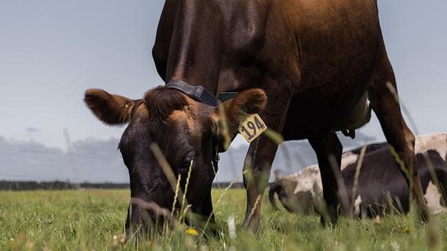 Regulations allowing Victorian farmers to use virtual fencing should be finalised by the end of the year.