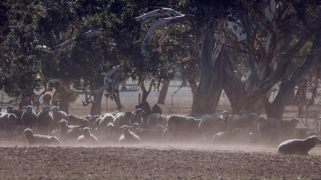 Sheep in containment at Bool Lagoon, near Penola in South Australia. Photos Nicole Cleary.