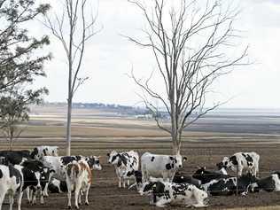 Dairy industry code of conduct meetings start in Gympie next week. Picture: Kevin Farmer