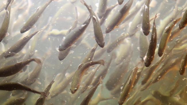 Ocean trout fingerlings at the Petuna hatchery at Cressy.