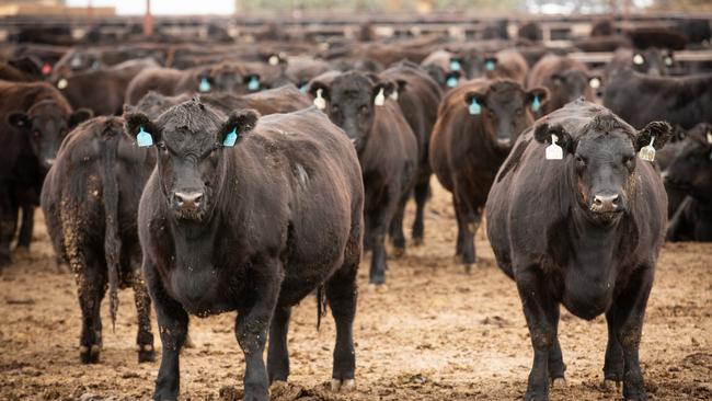 Wagyu cattle in JHW Paterson and Sons’ Hell’s Gate feedlot near Balranald. Picture: Supplied