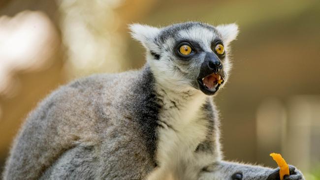 A Lemur at Currumbin Wildlife Sanctuary's Lost Valley. Picture: Jerad Williams