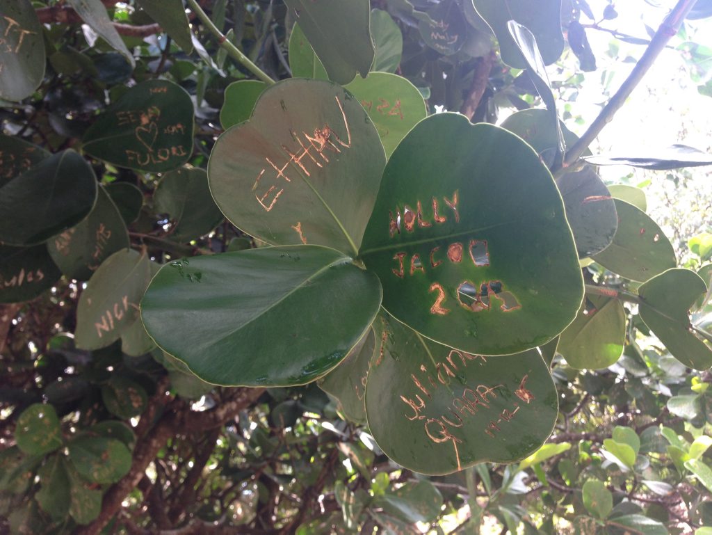 Messages and names scratched into leaves of a tree at the Bundaberg Botanic Gardens. Photo Crystal Jones / NewsMail. Picture: Crystal Jones