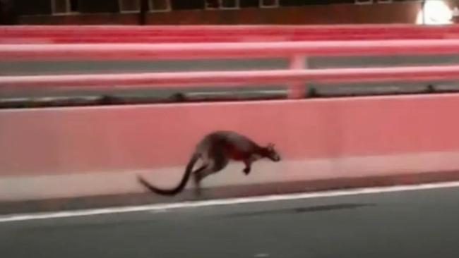 Police have responded to an unexpected call for assistance this morning after a wallaby was spotted crossing the Sydney Harbour Bridge.Officers from Harbourside and North Shore local area commands were called to the bridge just before 5am (Tuesday 16 January 2018) after the marsupial was spotted in lane eight on the northern side of the bridge.