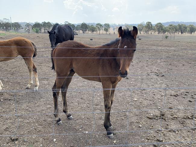 Melbourne Cup winner Knight’s Choice growing up in a drought in country NSW as a foal. Picture: supplied.