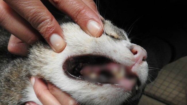 A cat found with rotting teeth at Happy Paws Cat Haven run by Sally Ann Rogers. Picture: RSPCA NSW.