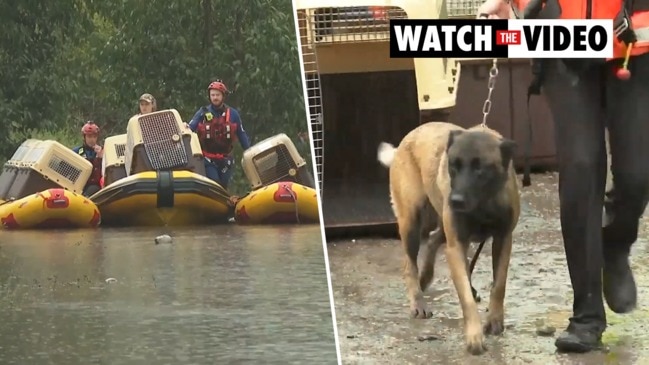 Rescue crew saves 20 dogs from flooding in Western Sydney