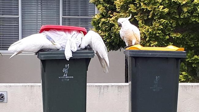 Participating households will be given one of two different kinds of latches for their red general waste and yellow recycling bins. Picture: Cockatoo Wingtag